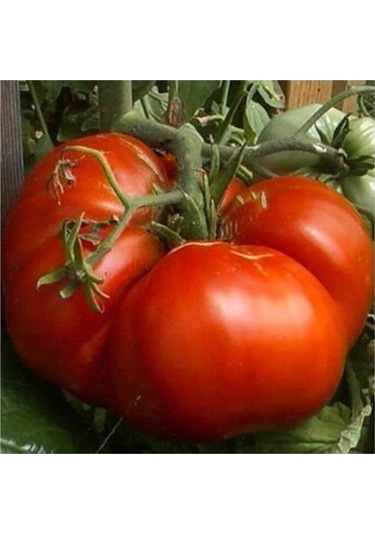 100 Adet Tohum Nadir Ithal Dev Hollanda Domates Tohum Hollanda Domates Tohum Sürpriz Hediye Tohumlu