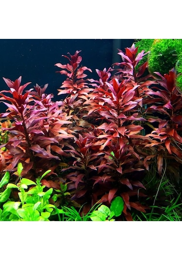 Ludwigia Grandulosa Akvaryum Bitkisi Canlı Bitki 5 Dal
