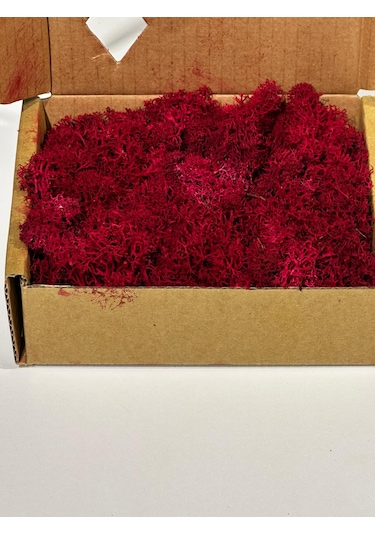 Reindermoss Şoklanmış Norveç Yosunu Terarium Yosunu Fushia 100 Gr.