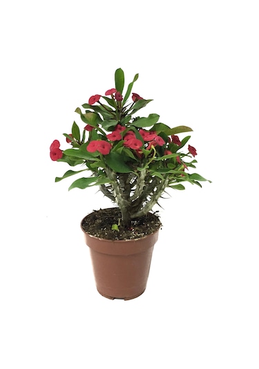 Euphorbia Milii 'Pink' (Dikenler Tacı Çiçeği) Ø12 CM Y20-25 CM