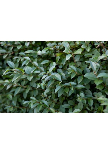 Ligustrum - Kurt Bağrı Çit Bitkisi 10 Adet