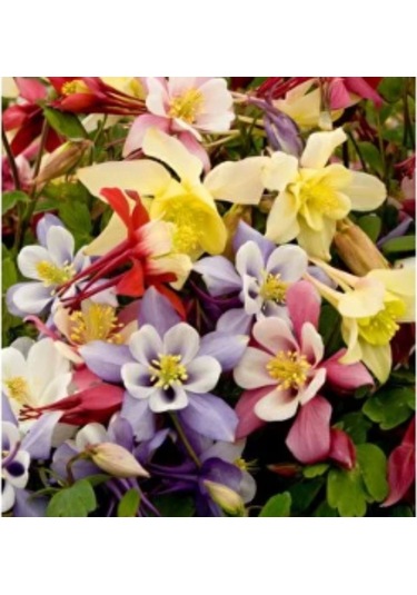 Simagro Tohum Yer Küpelisi 50 Adet Tohum