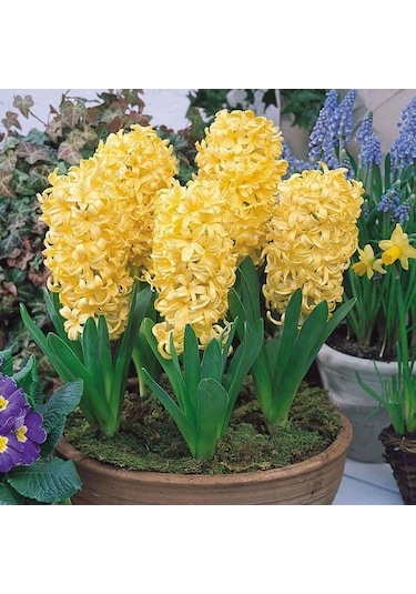 Yellow Stone Kokulu Sümbül Soğanı 3 Adet