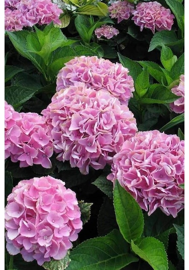 Ortanca 40 60 Cm, Pembe