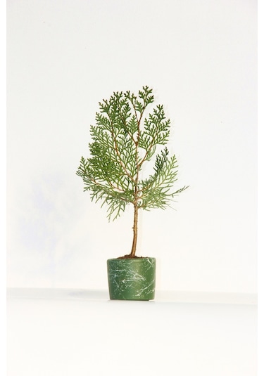 Bonsai Thuja Orientalis Yeşil Saksıda 2 Adet