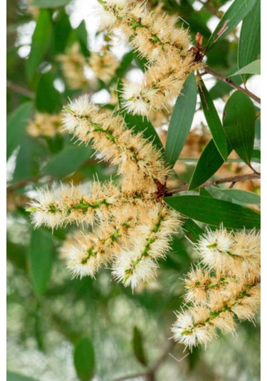 %100 Saf Nioli Uçucu Yağ - Seyreltilmemiş Niaouli Yağı 3 X 10 Ml 20 ML