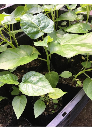 Tamarillo Domates Ağacı 70-100 Cm Tüplüdür