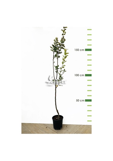 Elma Starcrımson Delıcıous Fidanı N11.599