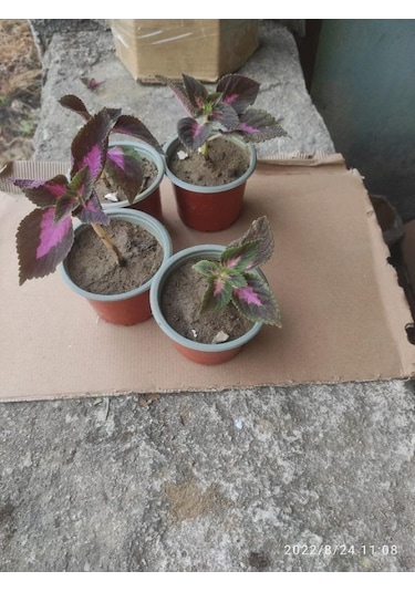 Yaprak Güzeli Çiceği Fidanı 10-20 Cm