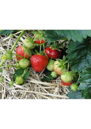 Çilek Fidesi Salkım Çilek Yediveren Çilek Fidanı Açık Kök Adet Se 250 ADET