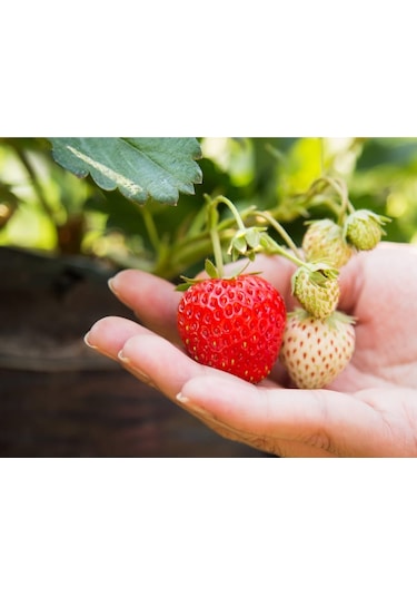 Çilek Fidesi Salkım Çilek Yediveren Çilek Fidanı Açık Kök Adet Se 250 ADET