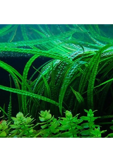 Ada Akvaryum Amazon Hançeri Cryptocoryne Crispatula 1 Kök 30 x 40 Cm