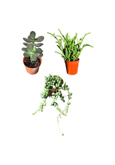 Gardenbox Prenses Çamı - Para Ağacı Çiçeği - Tespih Çiçeği