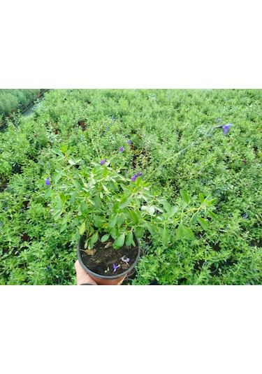Mavi Süs Adaçayı 3 Adet - Salvia Microphylla Blue Monrovia