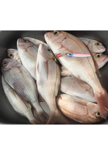 S.f. Jig Sardin2 20gr - Sahte Yem Kaşık Rapala -levrek, Palamut,