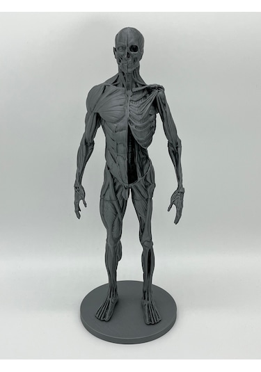 İnsan Anatomisi Erkek - Kas Ve Kemik Detaylar - 35 Cm