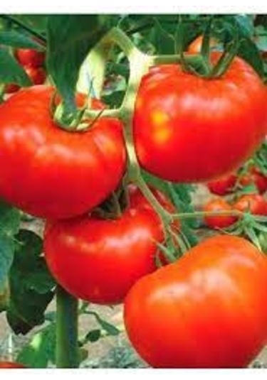 200 Adet Tohum Nadir Organik Köy Dev Domates Tohumu Yerli Köy D