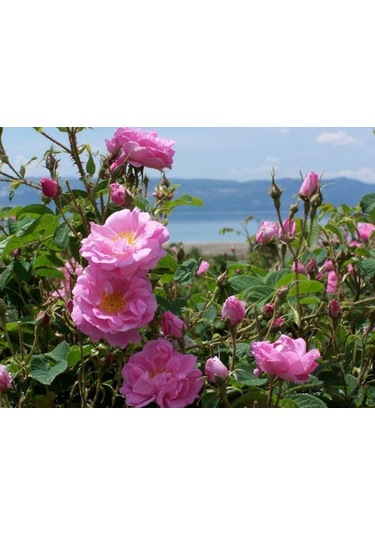 Dikensiz Isparta Gülü Yenilebilir Fidan 1-2 Y...