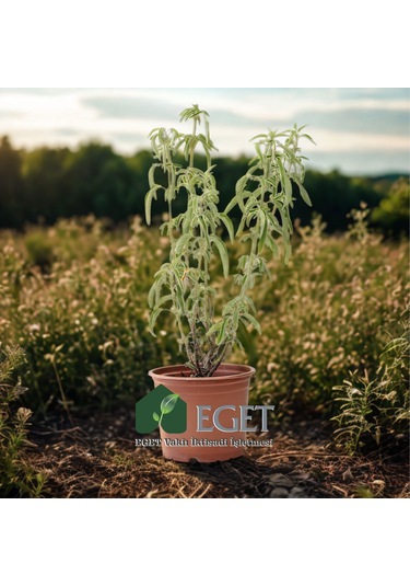 Anadolu Ada Çayı (Salvia fruticosa)- 1 lt Saksıda