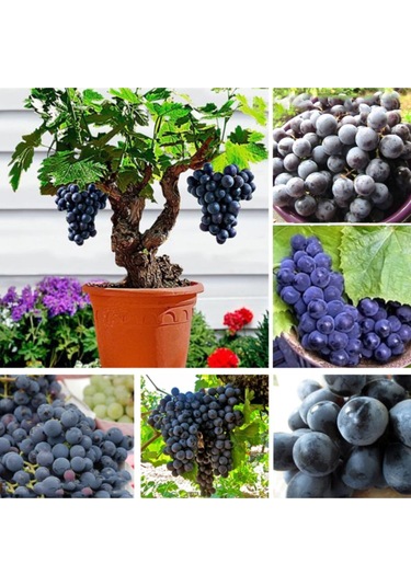 Bonsai Üzüm Ağacı Tohumu 5 Adet Tohum