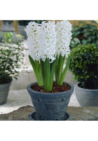 Beyaz Sümbül Soğanı 5 Adet