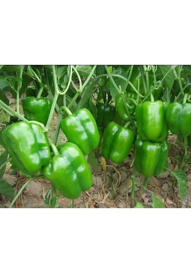 Dolmalık Biber Tohumu 300+ Tohum N118454