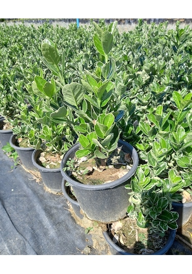 10 Adet Gümüş Taflan. Saksıda. Euonymus Japonicus Silver King