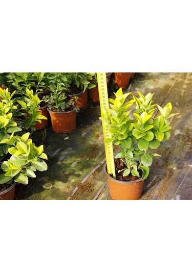 Gold Taflan 50 Adet - Sarı Çit Bitkisi