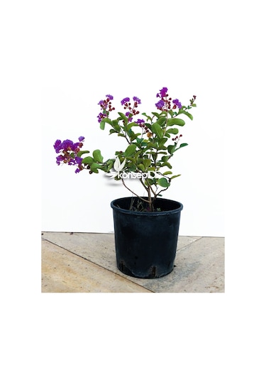 Oya Ağacı Eflatun Ispanyol Leylağı. Hint Leylağı