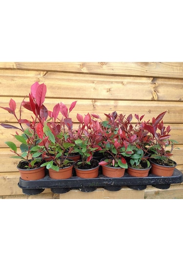 Bodur Alev Çalısı Photinia Red Nana 5 Adet