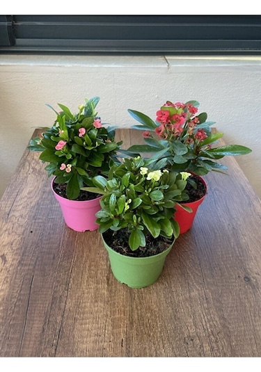 Thebestonline Euphorbia Milii - 3'lü Dikenler Tacı Set