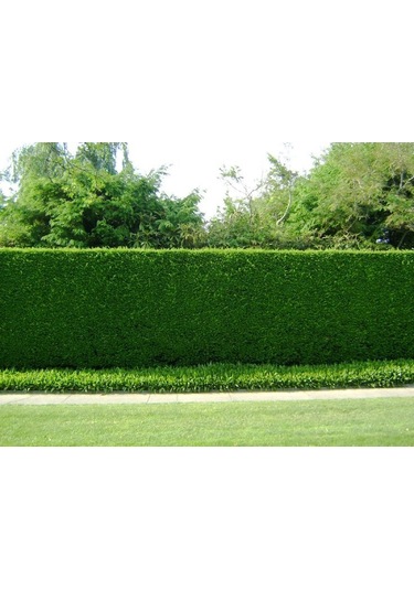 Yeşil Mazı 5 Adet / 30-50 Cm Çit Bitkisi Thuja Orientalis
