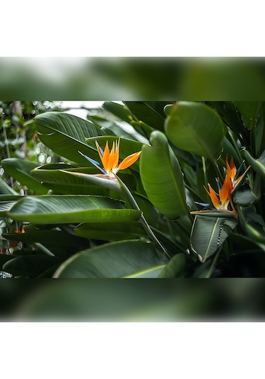 Starliçe Cennet Kuşu Strelitzia 100-120cm