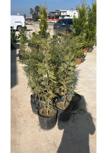 Leylandi Fidanı - Cupressocyparis Leylandii
