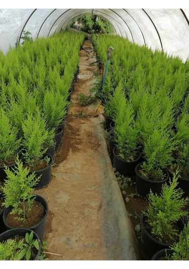 Limon Selvi Çam 10 Adet Kokulu Cupressus Macrocarpa Goldcrest Saksılı 40-50 Cm