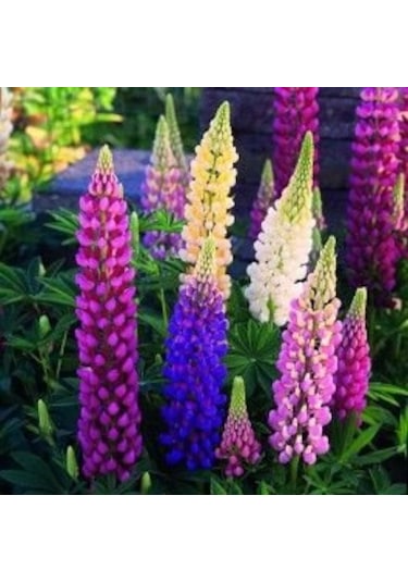 Acı Bakla Çiçeği Tohumu 5Adet