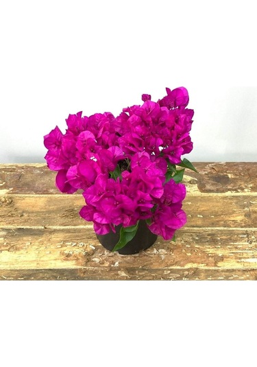 Begonvil Çiçeği-kırmızı 15-20 Cm -bodur Begonvil