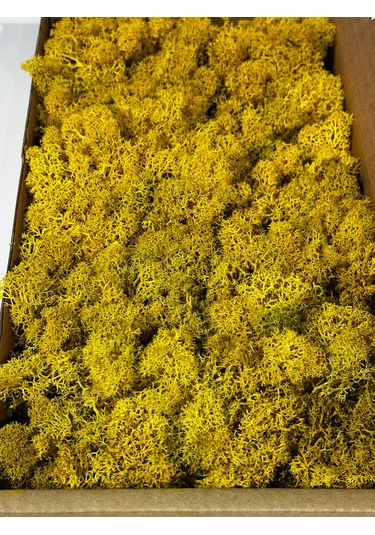 Reindermoss Şoklanmış Norveç Yosunu Terarium Yosunu Sarı 5 Kg.