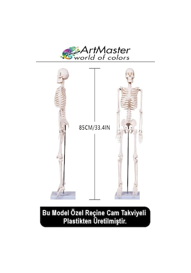 İskelet Sistemi Maketi 45 Cm 1 Adet İnsan İskelet Modeli Haraketli Eğitim İskelet Anatomisi İskelet Sistemi Fen Deney