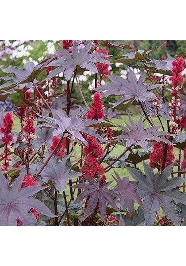 Kene Hint Yağı Çiçeği Tohumu 1 Paket 5 Adet