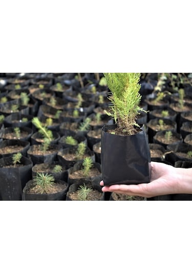 Fidan Poşeti 9X15 cm 60 Adet Körüksüz Fide Poşeti Fide Torbası
