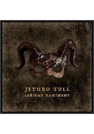 Jethro Tull - Curious Ruminant / Plak
