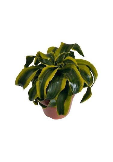 Dracaena Tornado 12 Lik Saksıda