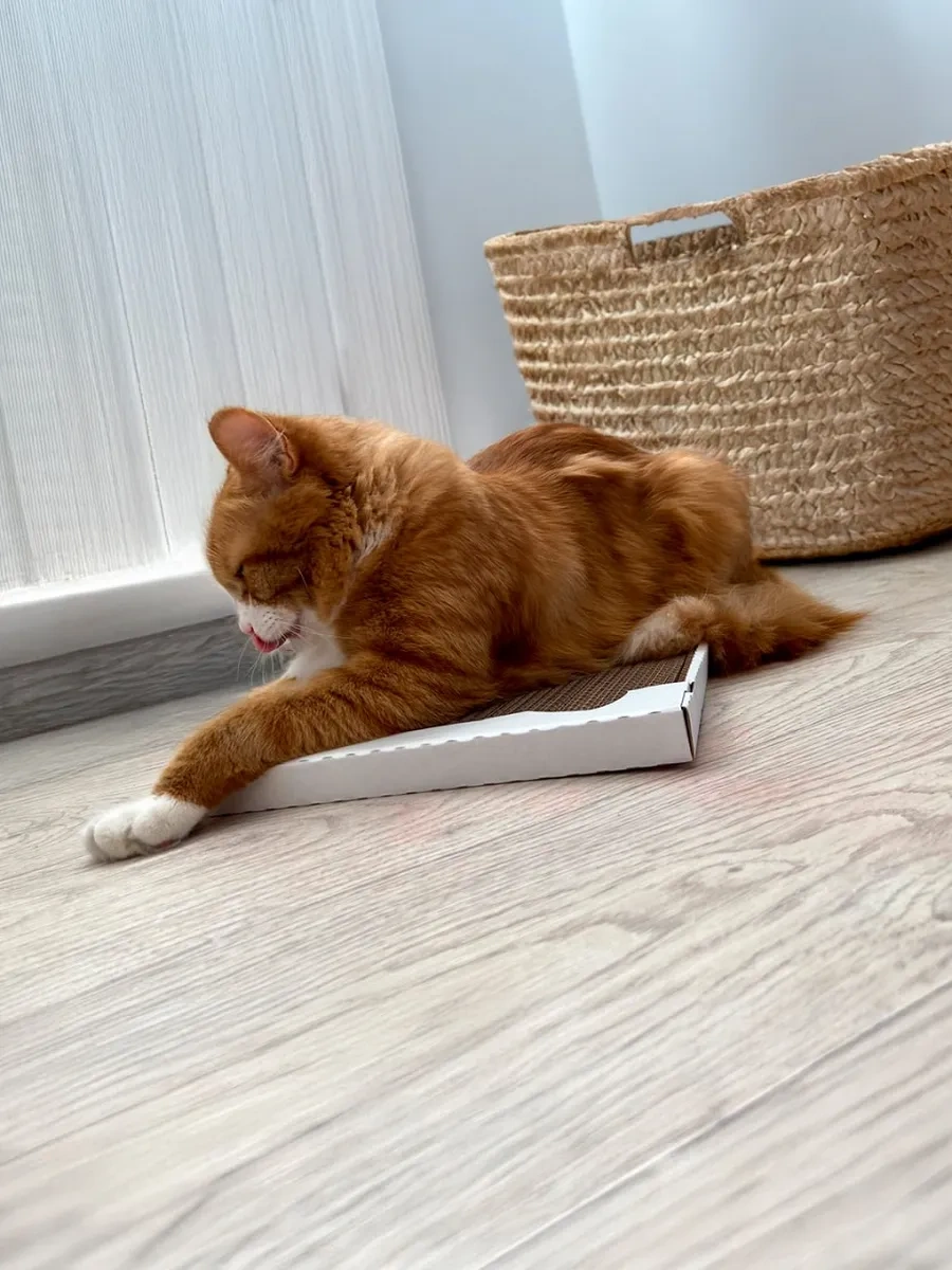 Pangur Kedi Mama Kabı Kulaklı Kırışık Karton Kedi Panguru Toguoluğu Yastığı 379659503