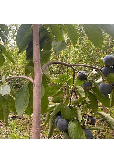Özel Tür Tüplü Ve Aşılı Black Siyah Trabzon Hurma Fidanı