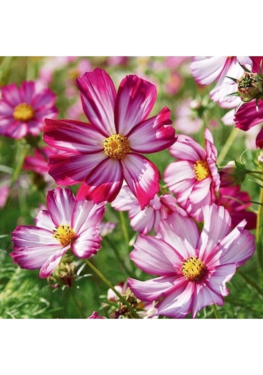Picotee Cosmos Çiçeği Tohumu Kozmos Çiçeği