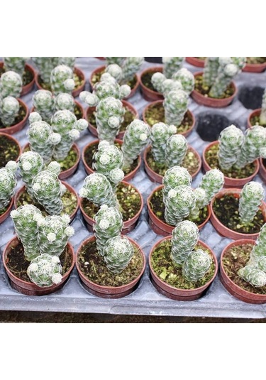 Mammillaria Gracilis Kartopu Kaktüs 5.5 Cm Saksıda 1 Adet