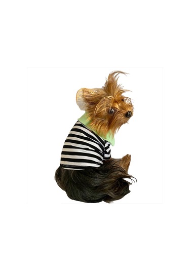 Kemique Grass Hopper Stripe Polo Yaka Köpek Tişörtü