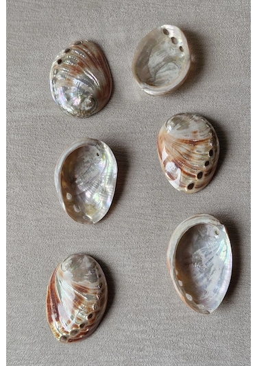 Orta Boy Abalone Shell Renkli Istiridye Kabuğu 116-2