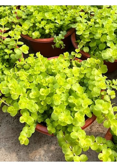 Lysimachia Nummulari Altın Kolye Çiçeği Sarı Çiçekli 30-40cm 1 Adet Saksılı